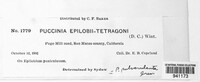 Puccinia epilobii-tetragoni image